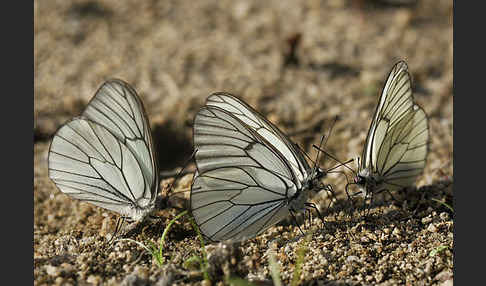 Baumweißling (Aporia crataegi)