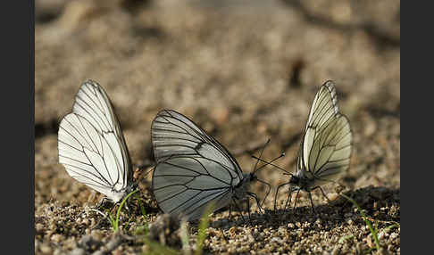 Baumweißling (Aporia crataegi)