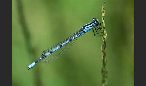 Becher-Azurjungfer (Enallagma cyathigerum)