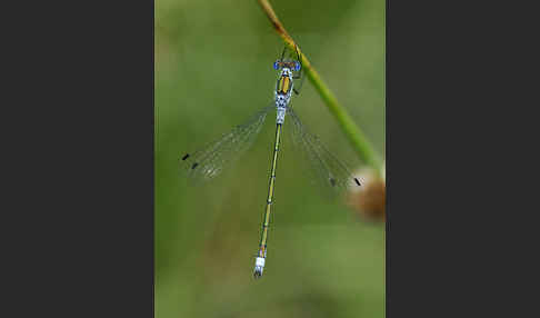 Gemeine Binsenjungfer (Lestes sponsa)