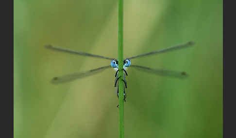 Gemeine Binsenjungfer (Lestes sponsa)