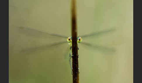 Gemeine Binsenjungfer (Lestes sponsa)