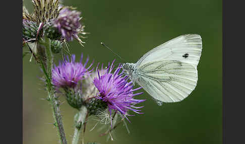 Großer Kohlweißling (Pieris brassicae)