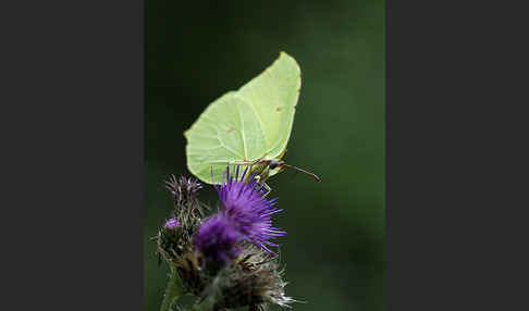 Zitronenfalter (Gonepteryx rhamni)