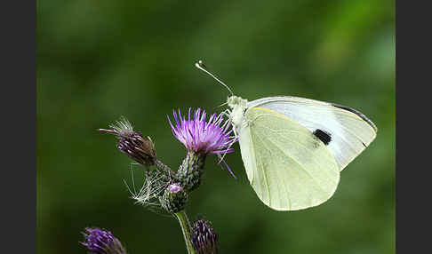 Großer Kohlweißling (Pieris brassicae)