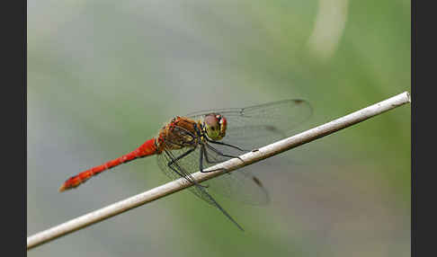 Blutrote Heidelibelle (Sympetrum sanguineum)