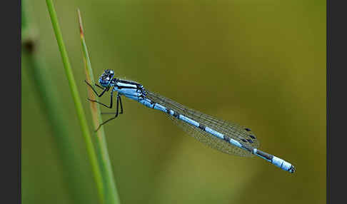 Becher-Azurjungfer (Enallagma cyathigerum)