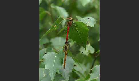 Blutrote Heidelibelle (Sympetrum sanguineum)