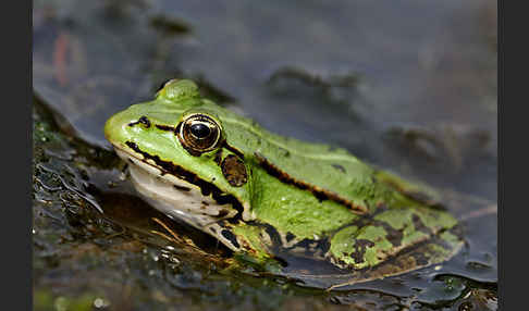 Grünfrosch (Pelophylax spec.)