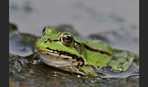 Grünfrosch (Pelophylax spec.)