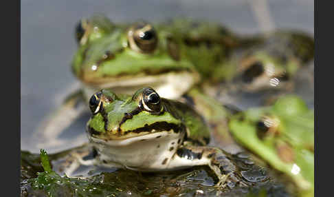 Grünfrosch (Pelophylax spec.)