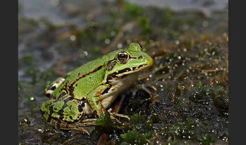 Grünfrosch (Pelophylax spec.)