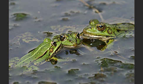 Grünfrosch (Pelophylax spec.)