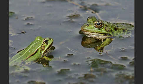 Grünfrosch (Pelophylax spec.)