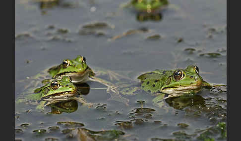 Grünfrosch (Pelophylax spec.)