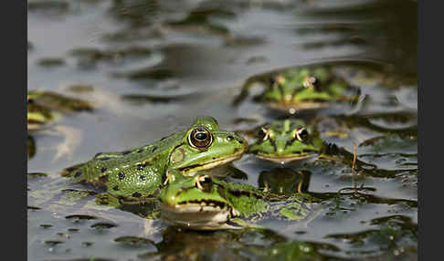 Grünfrosch (Pelophylax spec.)