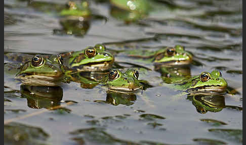 Grünfrosch (Pelophylax spec.)