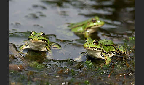 Grünfrosch (Pelophylax spec.)