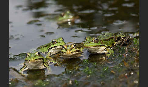 Grünfrosch (Pelophylax spec.)