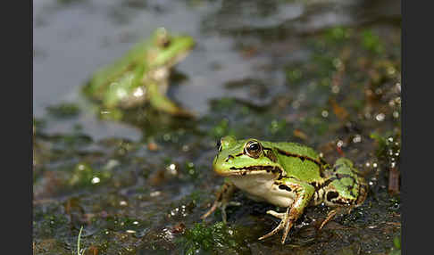 Grünfrosch (Pelophylax spec.)