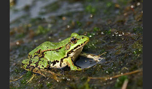 Grünfrosch (Pelophylax spec.)