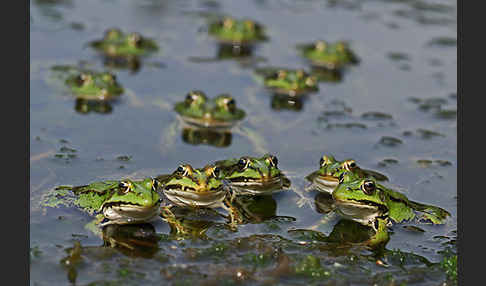 Grünfrosch (Pelophylax spec.)