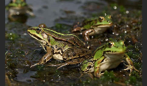 Grünfrosch (Pelophylax spec.)