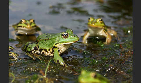 Grünfrosch (Pelophylax spec.)