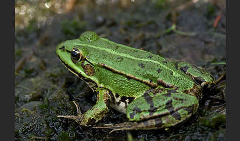 Grünfrosch (Pelophylax spec.)