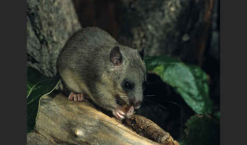 Siebenschläfer (Glis glis)