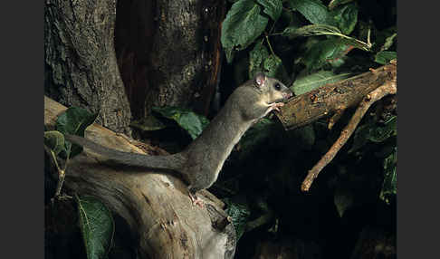 Siebenschläfer (Glis glis)