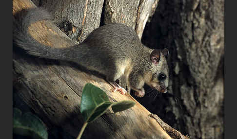 Siebenschläfer (Glis glis)