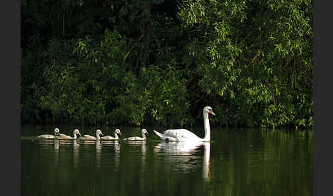 Höckerschwan (Cygnus olor)