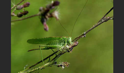 Großes Heupferd (Tettigonia viridissima)