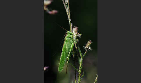 Großes Heupferd (Tettigonia viridissima)