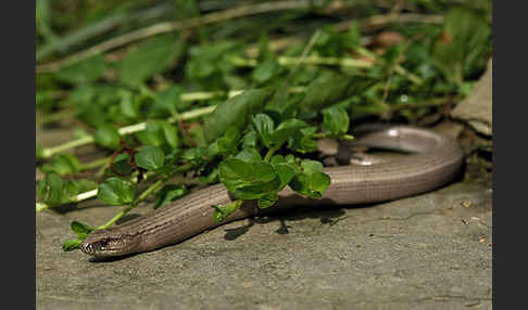 Blindschleiche (Anguis fragilis)