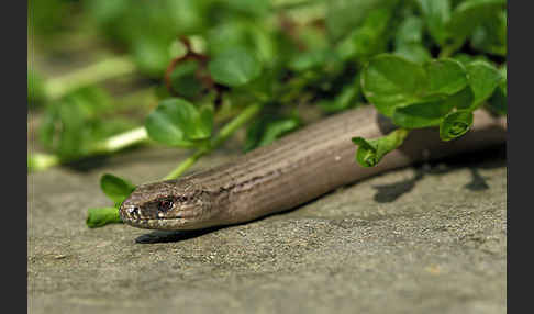 Blindschleiche (Anguis fragilis)