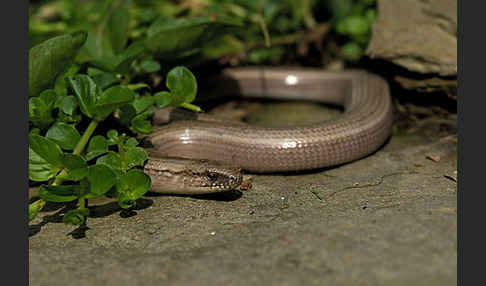 Blindschleiche (Anguis fragilis)