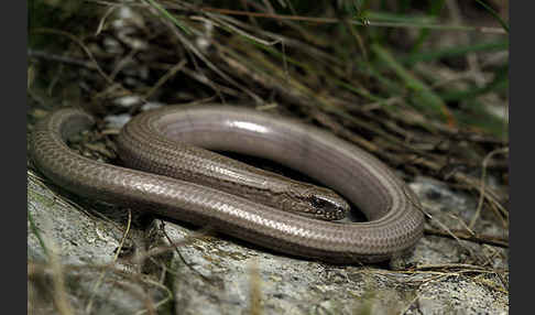 Blindschleiche (Anguis fragilis)