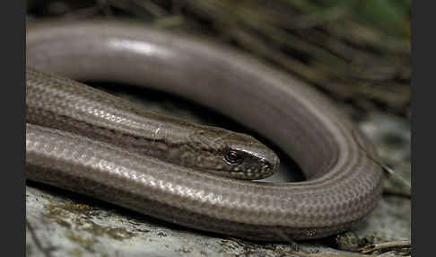 Blindschleiche (Anguis fragilis)