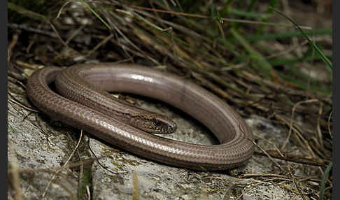 Blindschleiche (Anguis fragilis)