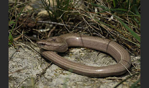 Blindschleiche (Anguis fragilis)