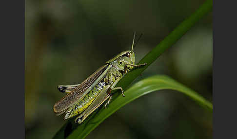 Sumpfschrecke (Stethophyma grossum)