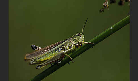 Sumpfschrecke (Stethophyma grossum)