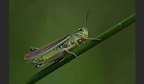 Sumpfschrecke (Stethophyma grossum)