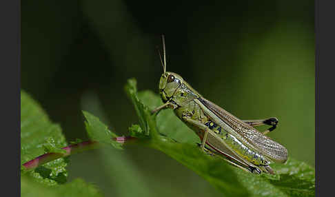 Sumpfschrecke (Stethophyma grossum)