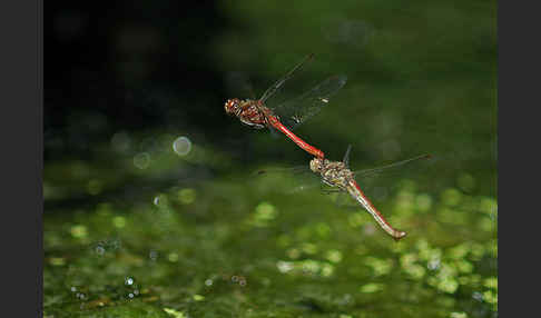 Gemeine Heidelibelle (Sympetrum vulgatum)