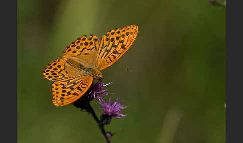 Kaisermantel (Argynnis paphia)