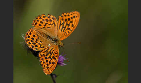 Kaisermantel (Argynnis paphia)