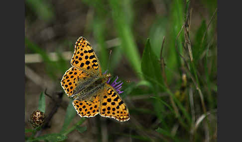 Kleiner Perlmutterfalter (Issoria lathonia)